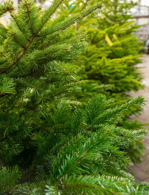 Yeşil çam ağaçları Noel ağacı çok bahçe mağazasında