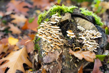 Sonbahar ormanlarında yosunlu ağaçlarda yetişen yabani mantarlar.
