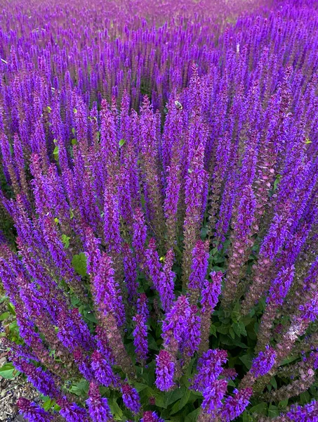 Salvia Púrpura Salvaje Salvia Flor Arbusto Fondo —  Fotos de Stock