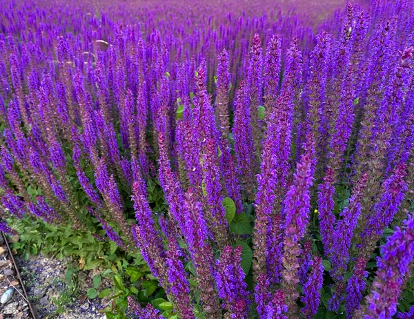 Wild Purple Salvia Sage Flower Bush Background Stock Photo