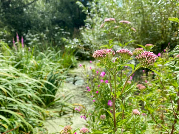 Pink Flowers Marshy Pond Green Algae — Stock Photo, Image