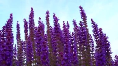 Vahşi mor salvia adaçayı çiçekleri rüzgarda savruluyor.