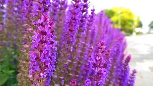 Salvia Púrpura Salvaje Salvia Flores Aire Libre Soplando Viento — Vídeos de Stock