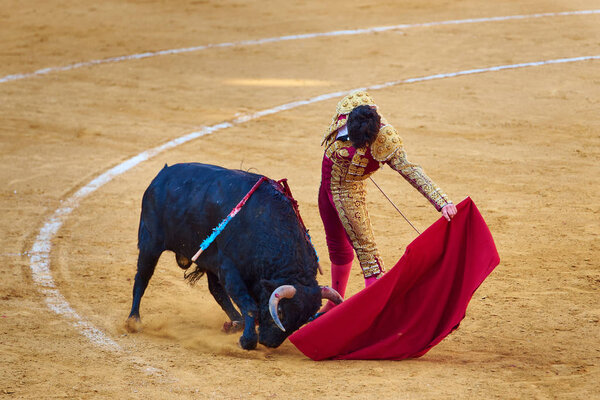 Разъяренный бык атакует красный капоте тореадора. Коррида-де-торош
