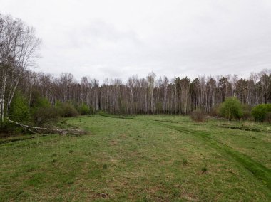 Huş ağacı orman ve diğer ağaçlar, toprak yol ve çalılar Rusya ile çevrili bir glade üzerinde düşmüş bir ağaç. Bir quadrocopter tarafından hava hava fotoğrafçılığı.