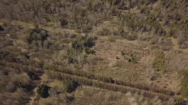 Un vol en douceur au-dessus d'une forêt verte qui est dans la ville et se compose de différents types d'arbres, une vue sur le dessus .