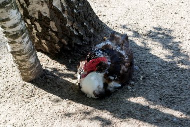 Kırmızı kafa, bir vahşi misk ördeği meme beyaz ve siyah kanatlar üzerinde kum oturma huş ağaçlarının Novosibirsk Hayvanat Bahçesi, Rusya içinde yakınındaki
