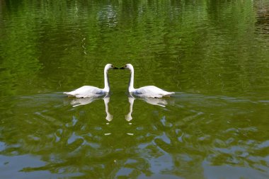 İki vahşi beyaz kuğular gölde yeşil su ile birlikte öpüşme ile yüzme Novosibirsk Hayvanat Bahçesi, Rusya seviyorum