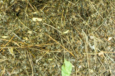 Karıncalar bir sürü özenle karınca içinde iş ve İnşaat için ağır yükleri taşımak. Takım çalışması.