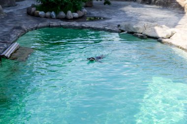 Küçük gumboldt penguen yalnız parlak güneşli bir gün mavi su Hayvanat Bahçesi havuzunda yüzer. Penguen Novosibirsk hayvanat bahçesinde.