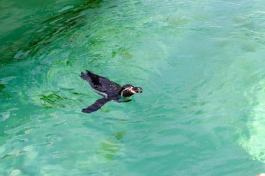 Küçük gumboldt penguen yalnız parlak güneşli bir gün mavi su Hayvanat Bahçesi havuzunda yüzer. Penguen Novosibirsk hayvanat bahçesinde.