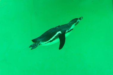 Küçük gumboldt penguen yalnız parlak güneşli bir gün mavi su Hayvanat Bahçesi havuzunda yüzer. Penguen Novosibirsk hayvanat bahçesinde.