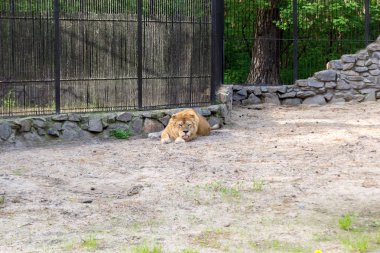 Turuncu ve beyaz yün dişi kum gölgede ısı nedeniyle dilini ağzından dışarı yapışmasını hayvanat bahçesi yer almaktadır. Sipariş yırtıcı.