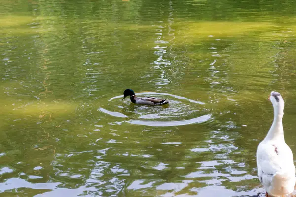 一只野鸭野鸭在湖里游泳 — 图库照片