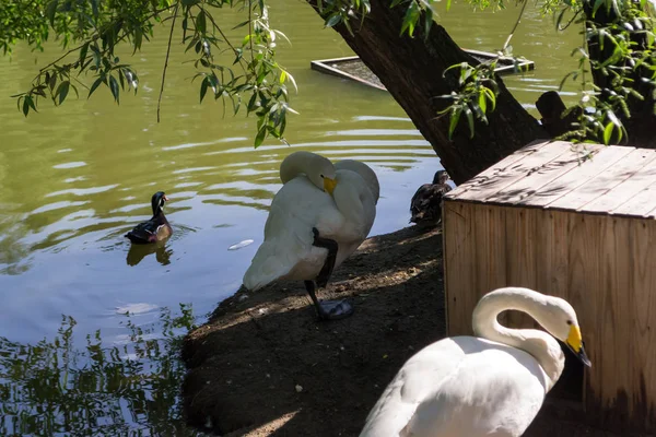 Dos Cisnes Blancos Orilla Duermen Con Sus Caras Enterradas Sus — Foto de Stock
