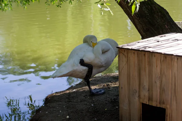 Cisne Blanco Orilla Duerme Con Hocico Ala Sombra Los Árboles — Foto de Stock