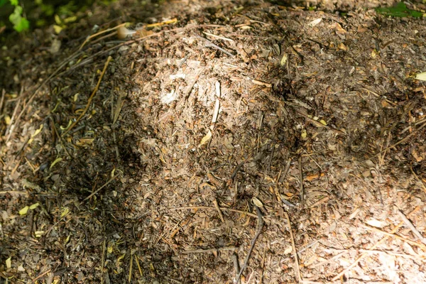 Muitas Formigas Trabalham Diligentemente Formigueiro Carregam Cargas Pesadas Para Construção — Fotografia de Stock