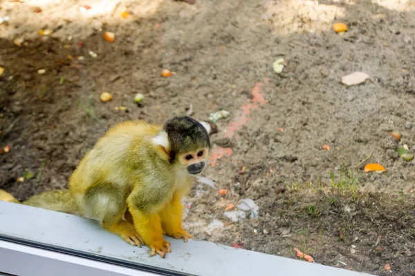 Ein Kleiner Affe Des Bolivianischen Saimiri Sitzt Fenster Und Schaut — Stockfoto