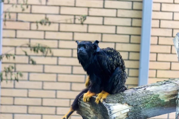 小さなサル 現行犯でタマリン木の窓の近くに座っているし 獣を見てにノボシビルスク動物園に来た人たちを見て — ストック写真