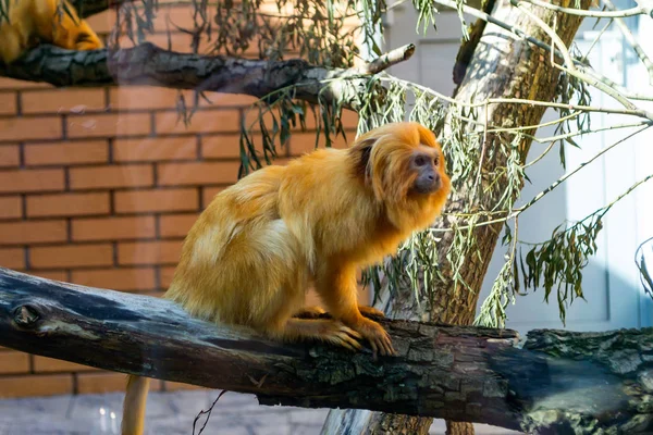 Pequeño Mono León Dorado Tamarin Sienta Cerca Una Ventana Árbol —  Fotos de Stock