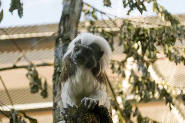Mono Pequeño Color Blanco Negro Edipo Tamarin Zoológico Sentado Árbol —  Fotos de Stock