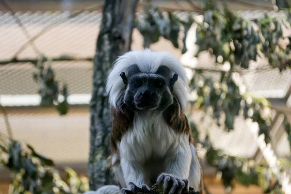 Svart Och Vit Färg Liten Apa Oidipus Tamarin Djurparken Sittplatser — Stockfoto