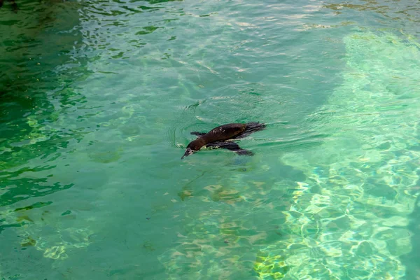 Маленький Пингвин Оладья Плавает Одиночестве Бассейне Зоопарка Голубой Воде Солнечный — стоковое фото