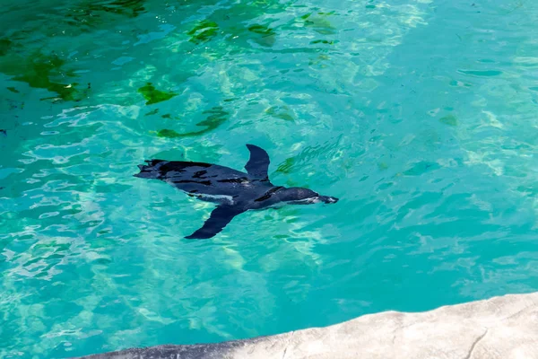 Pequeno Pinguim Gumboldt Flutua Sozinho Piscina Jardim Zoológico Água Azul — Fotografia de Stock
