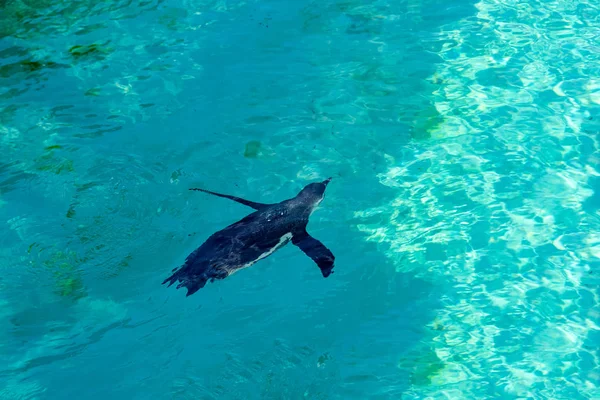 Pequeno Pinguim Gumboldt Flutua Sozinho Piscina Jardim Zoológico Água Azul — Fotografia de Stock