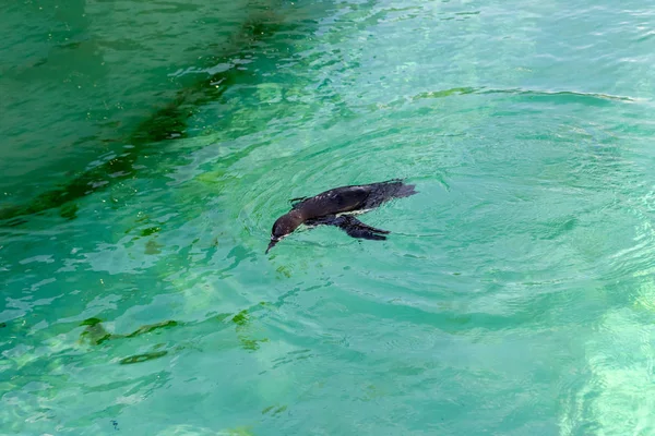 Pequeno Pinguim Gumboldt Flutua Sozinho Piscina Jardim Zoológico Água Azul — Fotografia de Stock