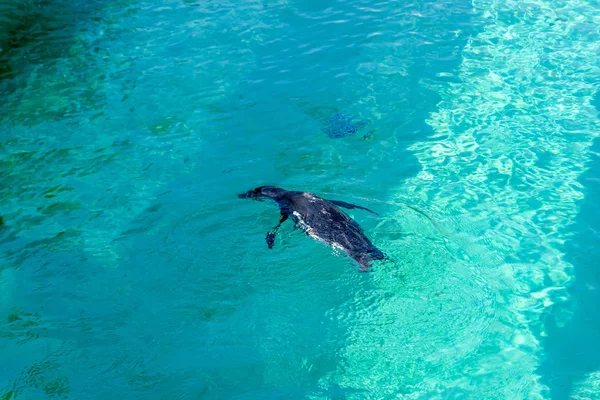 Pequeno Pinguim Gumboldt Flutua Sozinho Piscina Jardim Zoológico Água Azul — Fotografia de Stock