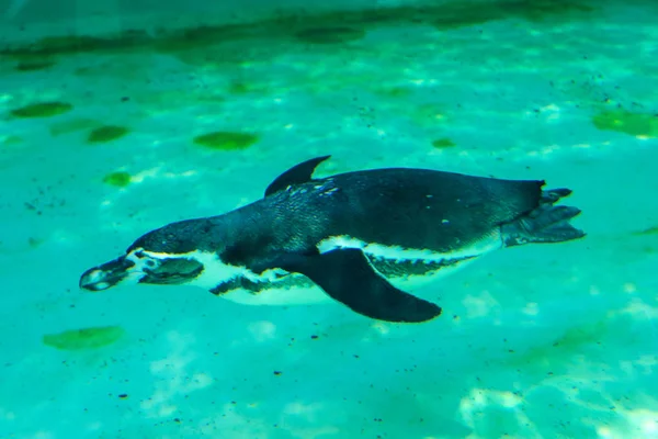 Der Kleine Gumboldt Pinguin Schwimmt Einem Sonnigen Hellen Tag Allein — Stockfoto