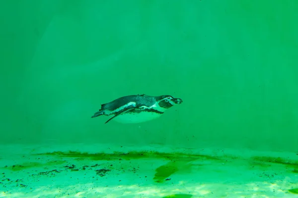 Der Kleine Gumboldt Pinguin Schwimmt Einem Sonnigen Hellen Tag Allein — Stockfoto