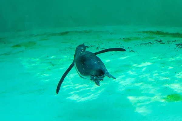 Pequeno Pinguim Gumboldt Flutua Sozinho Piscina Jardim Zoológico Água Azul — Fotografia de Stock