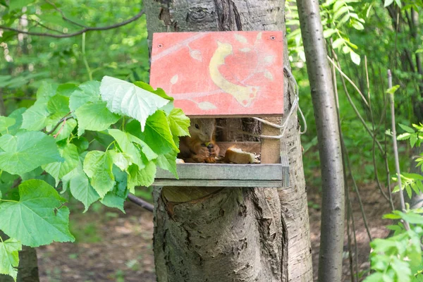 Adult Red Squirrel Eats Food Decorated Manger Handmade Wood Installed — Stock Photo, Image