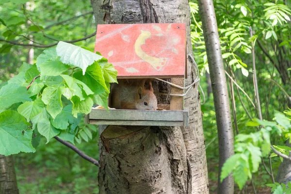 Adult Red Squirrel Eats Food Decorated Manger Handmade Wood Installed — Stock Photo, Image