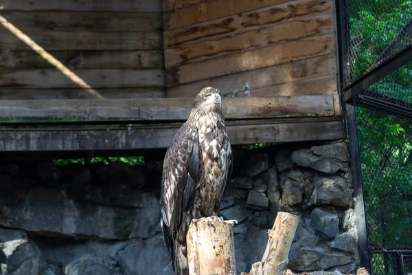 The golden eagle berkut sits on a tree in a strict pose and looks away in a large cage with a wooden house and large stones in the Novosibirsk Zoo