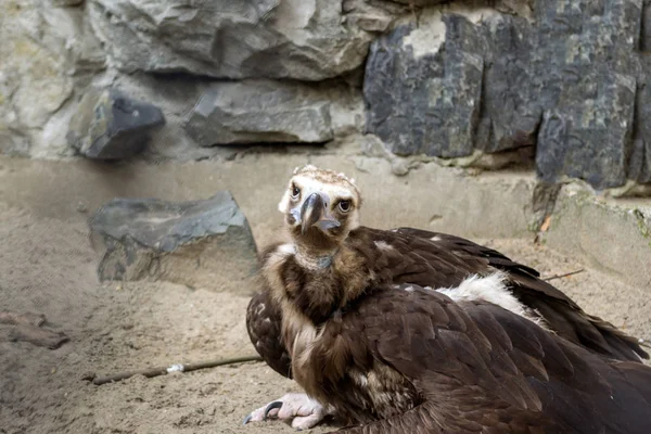 The eagle sits on a sand in a painful pose and looks away in a large cage with a wooden house and large stones in the Novosibirsk Zoo