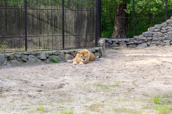 Turuncu ve beyaz yün dişi kum gölgede ısı nedeniyle dilini ağzından dışarı yapışmasını hayvanat bahçesi yer almaktadır. Sipariş yırtıcı.
