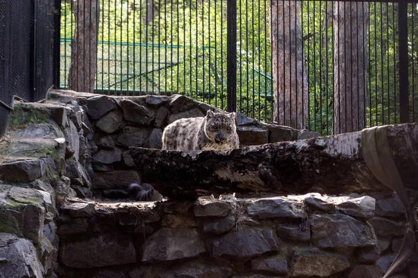 Snow leopard in a cage stands near a tree and looks at the spectators of the zoo through the grate