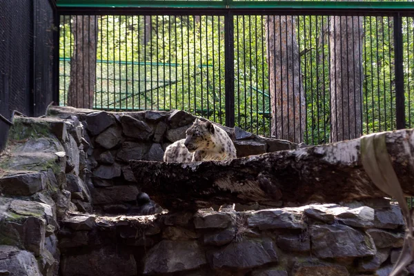 Snow leopard in a cage stands near a tree and looks at the spectators of the zoo through the grate