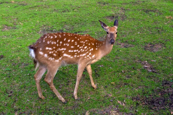 A wild deer of a female runs around the green grass and eat it on a sunny clear day at a Novosibirsk zoo