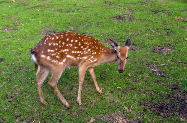 A wild deer of a female runs around the green grass and eat it on a sunny clear day at a Novosibirsk zoo