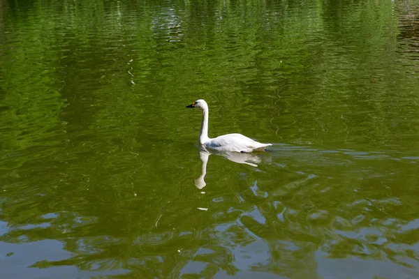 One Wild White Swan Swiming Fast Lake Green Water Novosibirsk — Stock Photo, Image