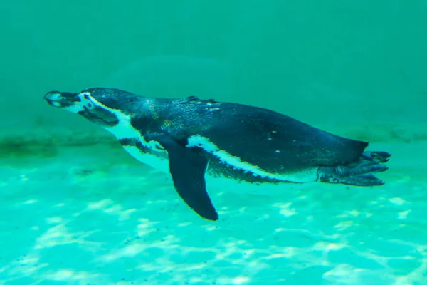 日当たりの良い明るい日に青い水の中の動物園プールで一人で Gumboldt ペンギンが浮くノボシビルスク動物園ペンギン ロイヤリティフリーのストック写真