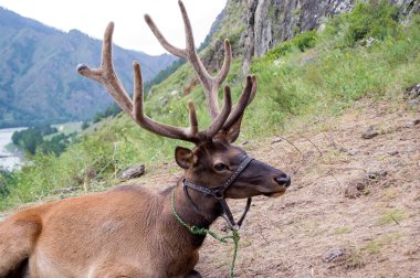 Deer maral with big horns lies on a mountain tied with a bridle in the mountains of the Altai clipart