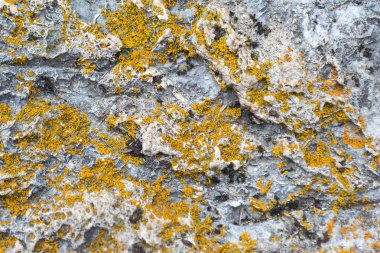 Üstten yatay görünüm içinde renkli portakal çok yıllık doğal yosun kaya altay dağlarında bir taş üzerinde üzerinde