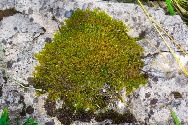 Horizontal View Colored Green Perennial Natural Moss Stone Rock Mountains — Stock Photo, Image