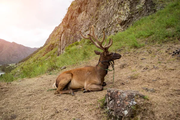 Ciervo Maral Con Cuernos Grandes Encuentra Una Montaña Atada Con — Foto de Stock