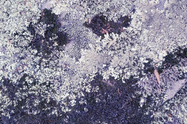 Горизонтальні Вид Зверху Кольорові Фіолетового Білого Багаторічні Природні Лишайник Камені — стокове фото
